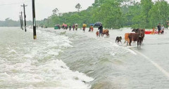২৪ ঘণ্টায় দেশের ৪ জেলায় বন্যার শঙ্কা