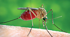 ডেঙ্গু নিধনে দুই ধরনের ব্যবস্থা সরকারের
