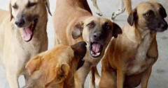 কিশোরগঞ্জে পাগলা কুকুরের কামড়ে আহত ৫০