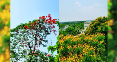 ফুলে ফুলে সুশোভিত ইন্টারন্যাশনাল মেডিকেল কলেজ ক্যাম্পাস