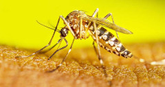 ডেঙ্গুতে একজনের মৃত্যু, আক্রান্ত ৩৮৬