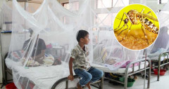 ডেঙ্গুতে দু’জনের মৃত্যু, আক্রান্ত ৩৩০
