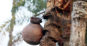 নিপাহ ভাইরাসে মৃত্যুঝুঁকি: কাঁচা রসে যে কারণে সতর্কতা জরুরি
