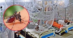 ডেঙ্গুতে ২ জনের মৃত্যু, হাসপাতালে ভর্তি ৭৩০