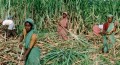 ঋতুস্রাব-গর্ভাবস্থায় নেই ছুটি, বাধ্য হয়ে জরায়ু বাদ দিচ্ছেন নারী শ্রমিকেরা