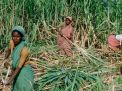 ঋতুস্রাব-গর্ভাবস্থায় নেই ছুটি, বাধ্য হয়ে জরায়ু বাদ দিচ্ছেন নারী শ্রমিকেরা