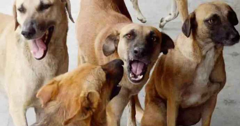 কিশোরগঞ্জে পাগলা কুকুরের কামড়ে আহত ৫০