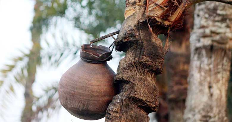 নিপাহ ভাইরাসে মৃত্যুঝুঁকি: কাঁচা রসে যে কারণে সতর্কতা জরুরি